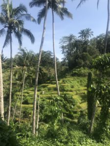 Rice paddies outside of Ubud, Bali, Indonesia