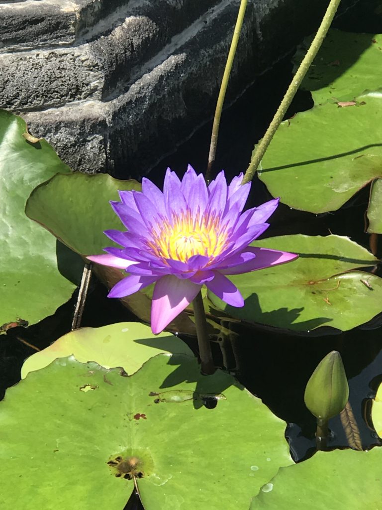 Purple lotus flower at a Buddhist Monastery Let